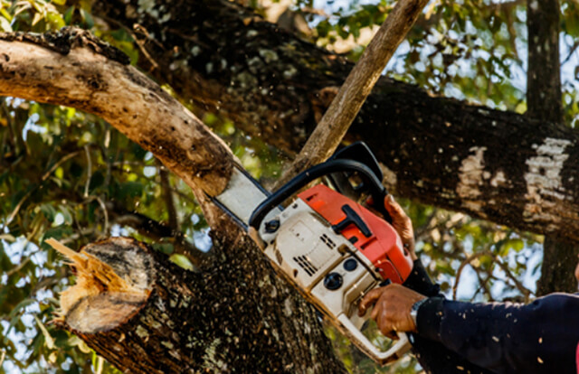 gasoline chainsaw